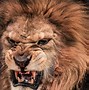 Image result for Male Lion Roar