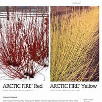 Image result for Cornus Arctic Fire