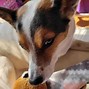 Image result for Rat Terrier Mixed