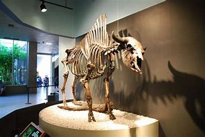 Image result for La Brea Tar Pits Looking Northern