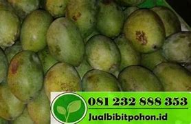 Image result for Mangga Mana Lagi Situbondo