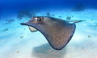 Image result for Skate Fish vs Stingray