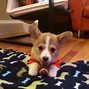 Image result for Corgis in Jeans