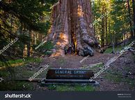 Image result for General Grant Tree Sequoia National Park