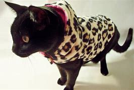 Image result for Cat Clothes