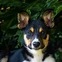 Image result for Miniature Rat Terrier