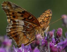 Image result for Tennessee Moths