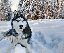 Image result for Husky Service Dog