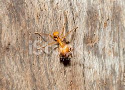 Image result for Leaf Cutter Ant Images