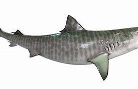 Image result for Shark Mount