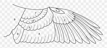 Image result for Wing Feather Anatomy