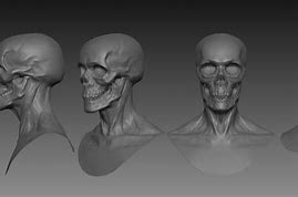 Image result for Human Skull in All Angles 3D