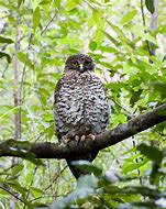 Image result for Powerful Owl