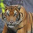 Image result for jungle animals