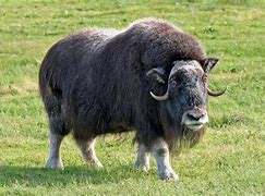 Image result for Ox Tihar