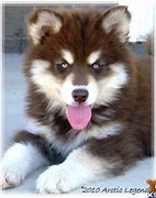 Image result for Perro Malamute