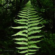 Image result for Athyrium Fern Seeds