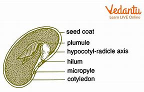 Image result for Dicot Embryo Diagram Development