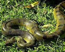 Image result for Rainforest Reptiles