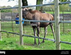 Image result for Moose Reindeer Whipsnade Zoo