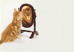 Image result for Cat Mirror Sees Lion