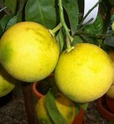 Image result for Citrus Grapefruit Coloe Peges