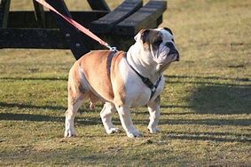 Image result for Old Victorian Bulldog