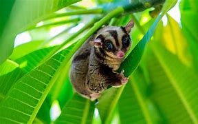 Image result for What Does Sugar Glider Eat