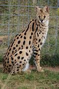 Image result for Serval Cat Grey