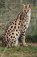 Image result for Half Serval Cat