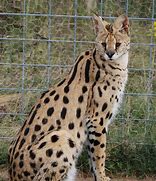 Image result for Full-Grown Serval Cat