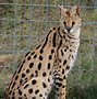 Image result for Serval Cat One Year Old