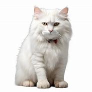 Image result for White Cat Symbol