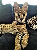 Image result for Serval Cat as a House