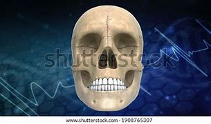 Image result for Human Skull Anatomy 3D