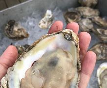 Image result for Beech Mountain Oyster Roast