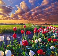 Image result for Springtime Tulips