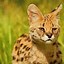 Image result for Serval Cat Face