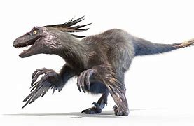 Image result for Feathered Raptor Dinosaur