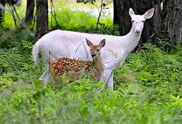 Image result for Albino Newfoundland