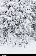 Image result for Sweden Forest Winter