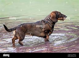 Image result for Giant Puddle Dog