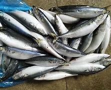 Image result for Frozen Mackerel Bait