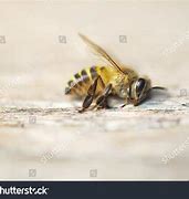 Image result for Bee Dies