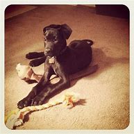 Image result for 5 Month Old Great Dane Puppy