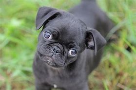 Image result for Cute Black Pug Pictures