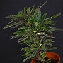 Image result for Plerandra Elegantissima Tree