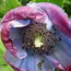 Image result for blue poppies