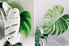 Image result for Cây Monstera