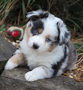 Image result for Mini Aussie Mix Puppies